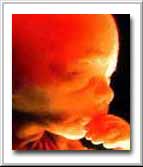 5 month old fetus