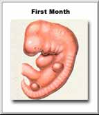 The embryonic appearance in the first month
