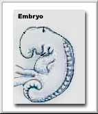 Embryo: The similarities between the human fetus at the mudghah stage 'like a chewed lump'