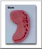 Gum : The similarities between the human fetus at the mudghah stage 'like a chewed lump'